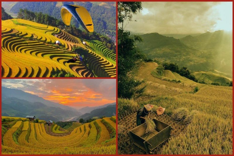 Golden rice season Mu Cang Chai